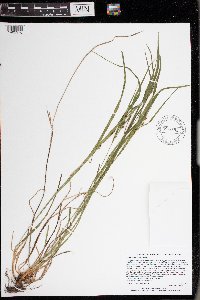 Carex hitchcockiana image