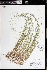 Carex leptalea image