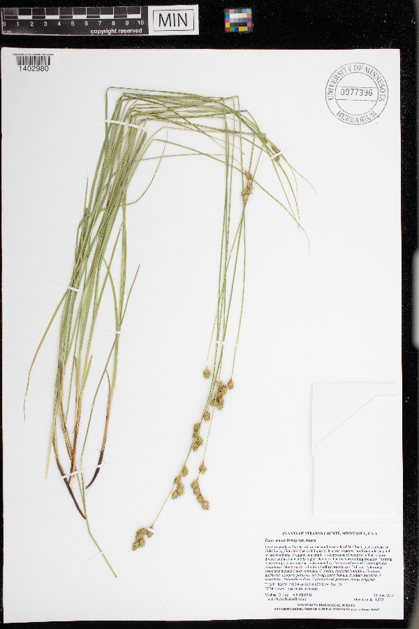 Carex tenera var. tenera image
