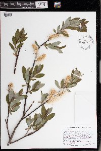 Salix planifolia image