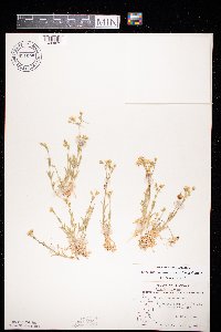 Cerastium arvense image