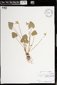 Viola sororia image