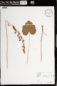 Heuchera richardsonii image