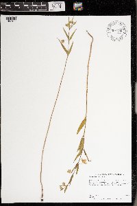 Mirabilis albida image