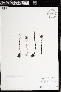 Monotropa uniflora image