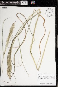 Panicum virgatum image