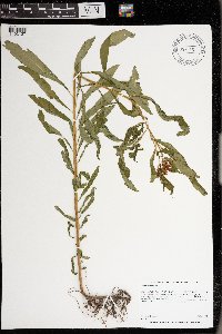 Penthorum sedoides image