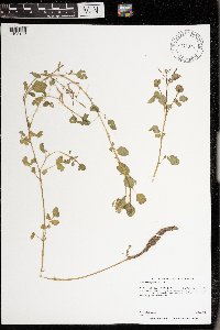 Nasturtium officinale image