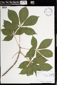 Aesculus glabra image