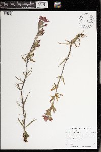 Castilleja coccinea image