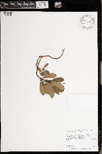 Chimaphila umbellata image
