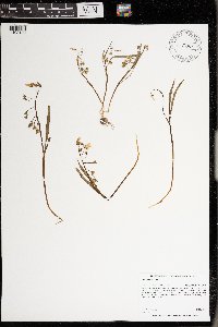 Claytonia virginica image