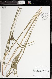 Carex intumescens image