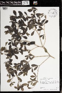 Baptisia lactea image