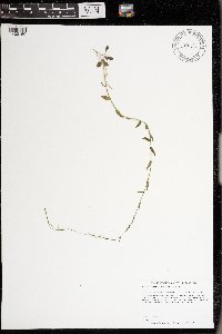 Arabis pycnocarpa image