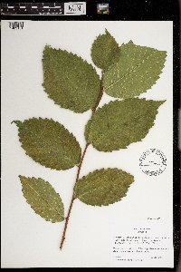 Image Associated With the Occurrence