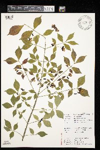 Euonymus alatus image