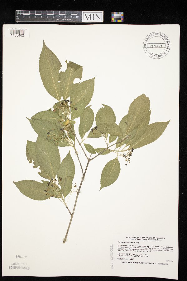 Euonymus image