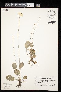 Parnassia glauca image