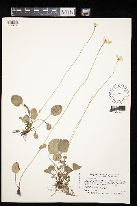Parnassia glauca image