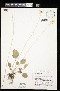 Parnassia glauca image