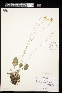 Parnassia glauca image