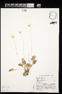 Parnassia glauca image