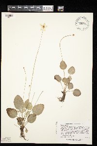 Parnassia glauca image