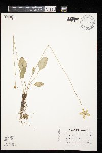 Parnassia glauca image