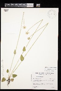 Parnassia palustris image
