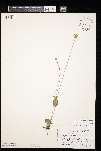 Parnassia palustris image