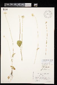 Parnassia palustris image