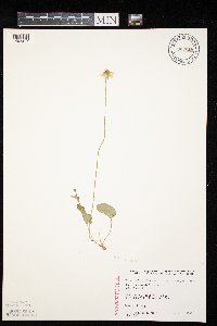 Parnassia palustris image
