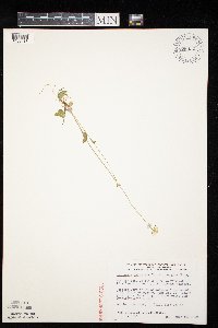Parnassia palustris image