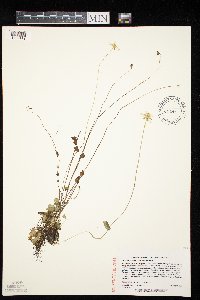 Parnassia palustris image