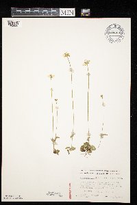 Parnassia palustris image