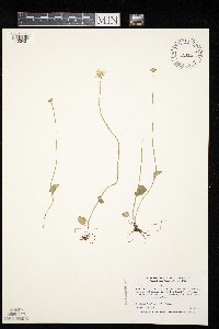 Parnassia palustris image