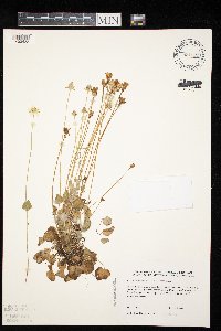 Parnassia palustris image