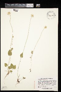 Parnassia palustris image