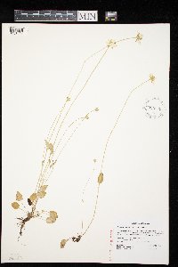 Parnassia palustris image