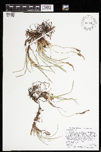 Carex richardsonii image