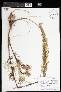 Artemisia campestris image