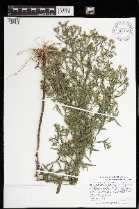 Symphyotrichum lanceolatum var. hesperium image