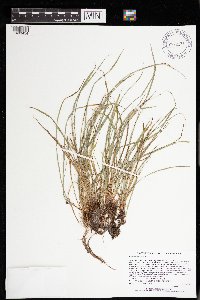 Carex saximontana image