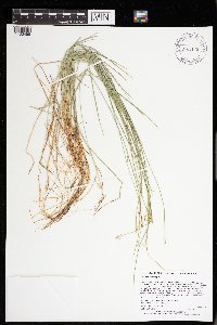 Carex pauciflora image