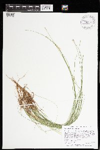 Carex leptalea image