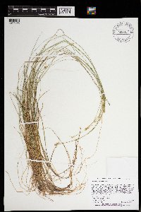 Carex tenuiflora image