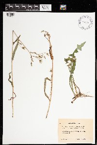 Lactuca canadensis image
