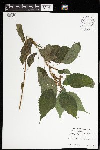 Image Associated With the Occurrence