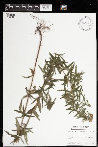 Pycnanthemum virginianum image